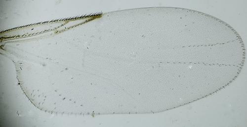 Réf. 336 686 : Thripomorpha coxendix